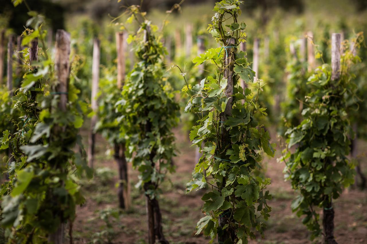 Capofaro Locanda & Malvasia Malfa  Εξωτερικό φωτογραφία